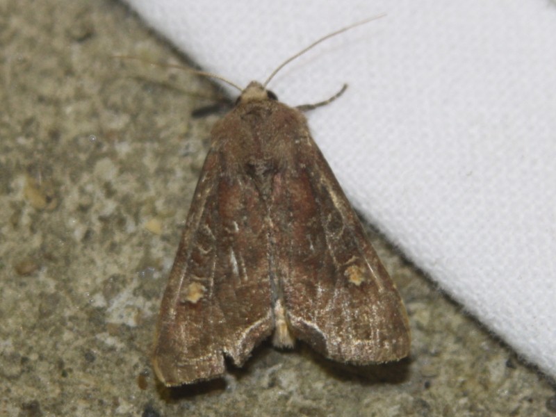 Quelques hétérocères récalcitrants : Pasiphila rectangulata, Nebula salicata, Autographa pulchrina, Celaena leucostigma, Oligia latruncula Nddl_216