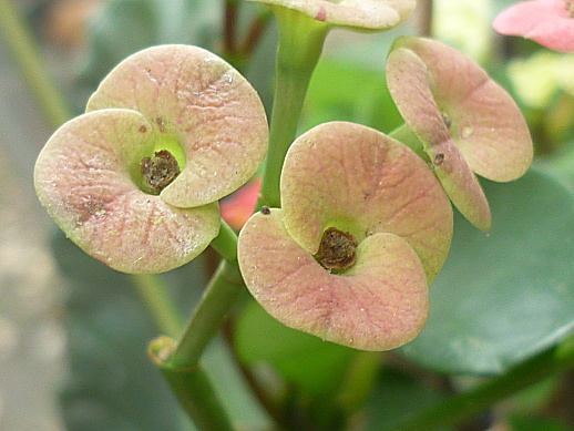 [Euphorbia 'Gabriella'] Euphor12
