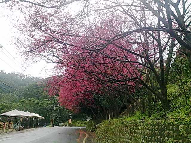 春遊貓空 山櫻盛開 美不勝收 20110210