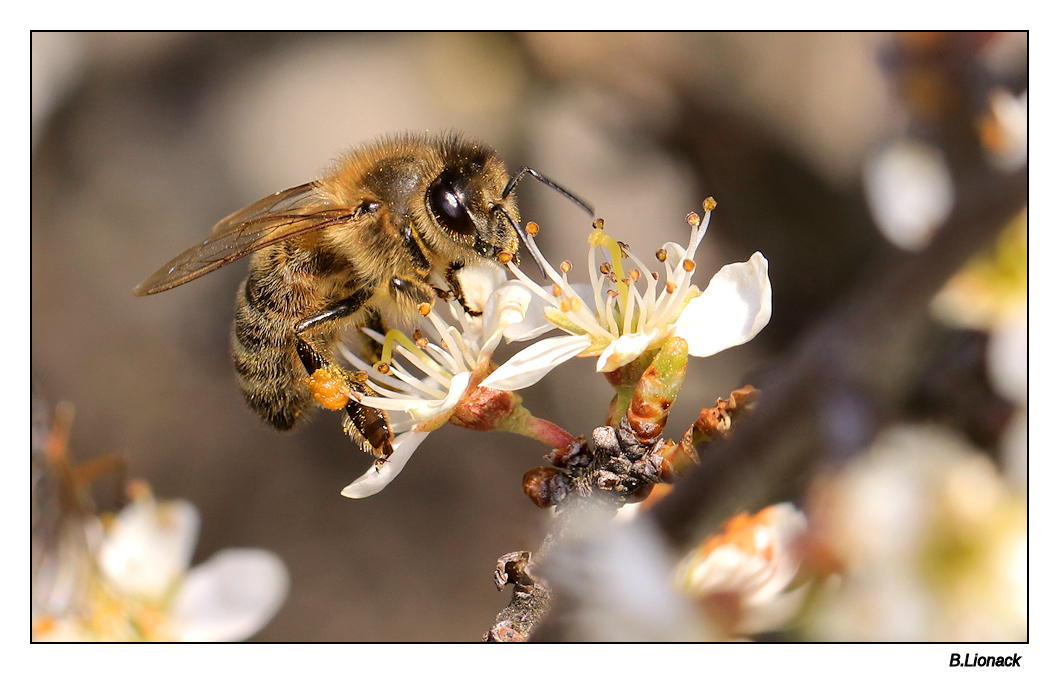 Enfin au travail ! Bzzzz10