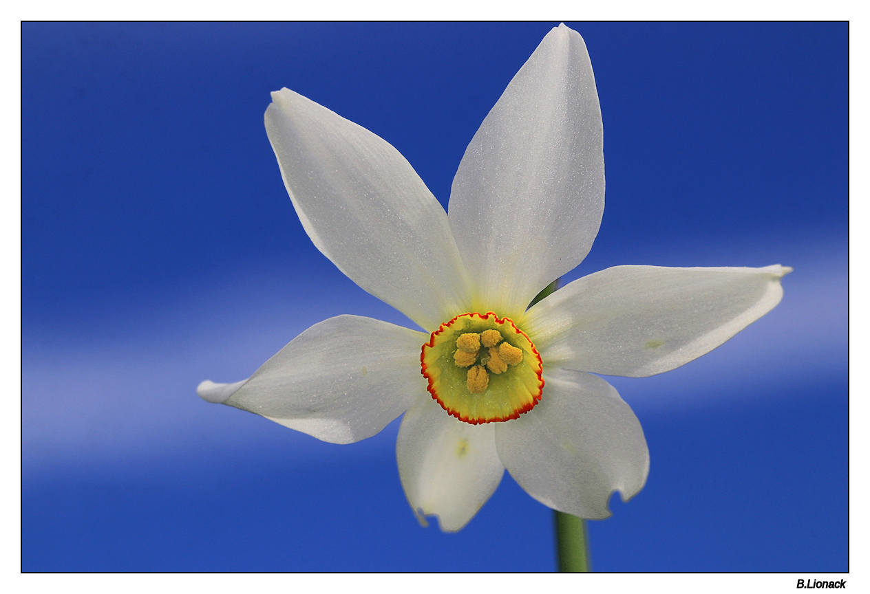 Narcisse sauvage Narcis10