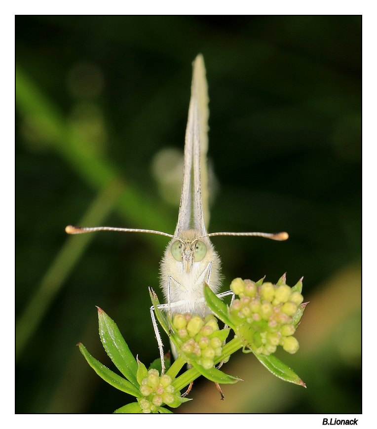 Papillons du jardin Papi110