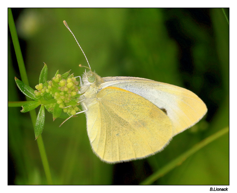 Papillons du jardin Papi210