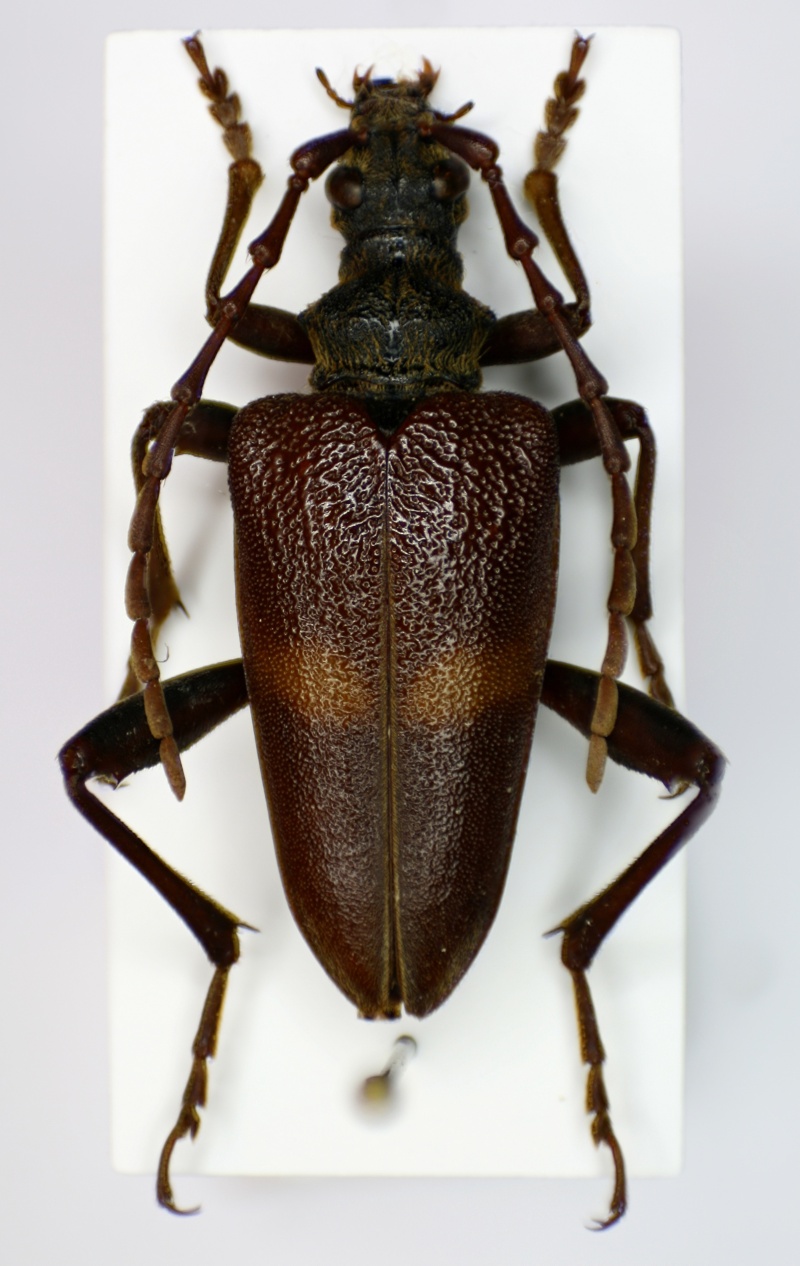 [Akimerus schaefferi] Cerambycidae pour le plaisir Aki_fe10