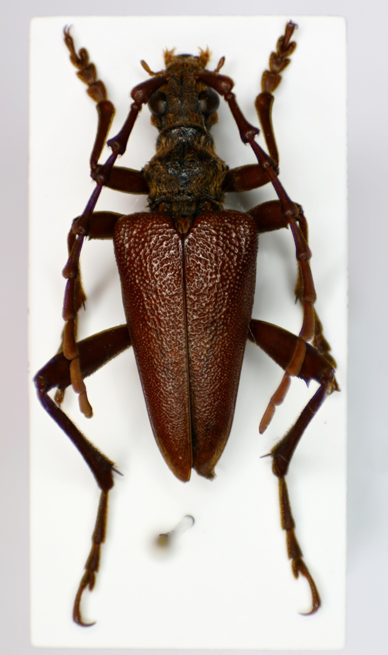 [Akimerus schaefferi] Cerambycidae pour le plaisir Aki_ma10