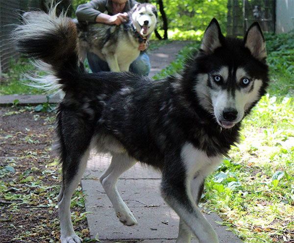 Husky-Rüde Blue Eye Blueey13