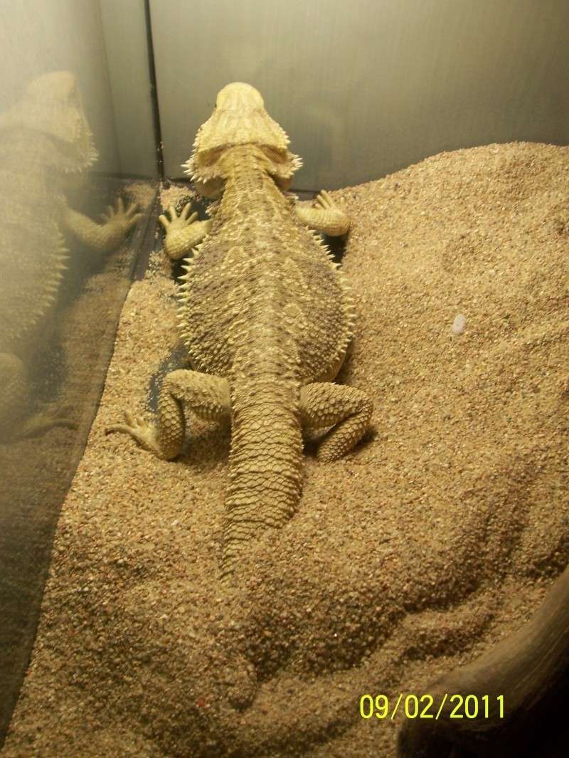 Reproduction Pogona vitticeps 103_0611