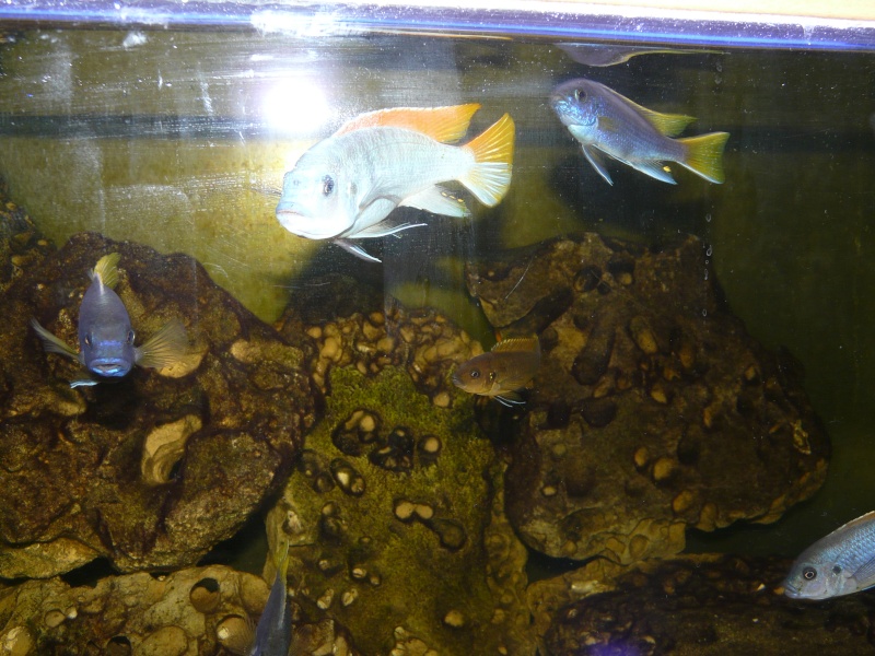 poissons et aqua de patreize P1090211