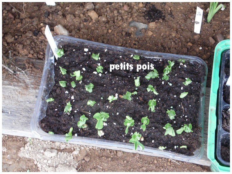 tomates , semis divers et potager de petite fée 2013 - Page 6 28-29_17