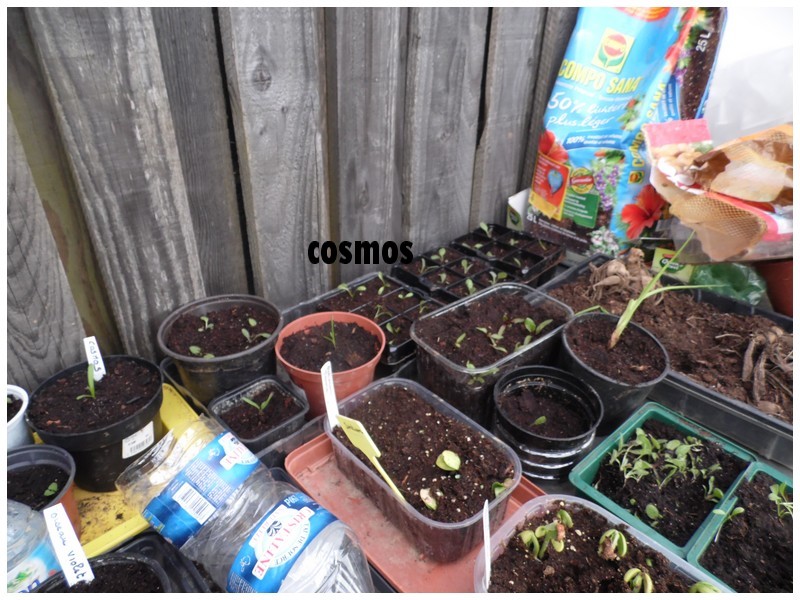 tomates , semis divers et potager de petite fée 2013 - Page 6 28-29_20