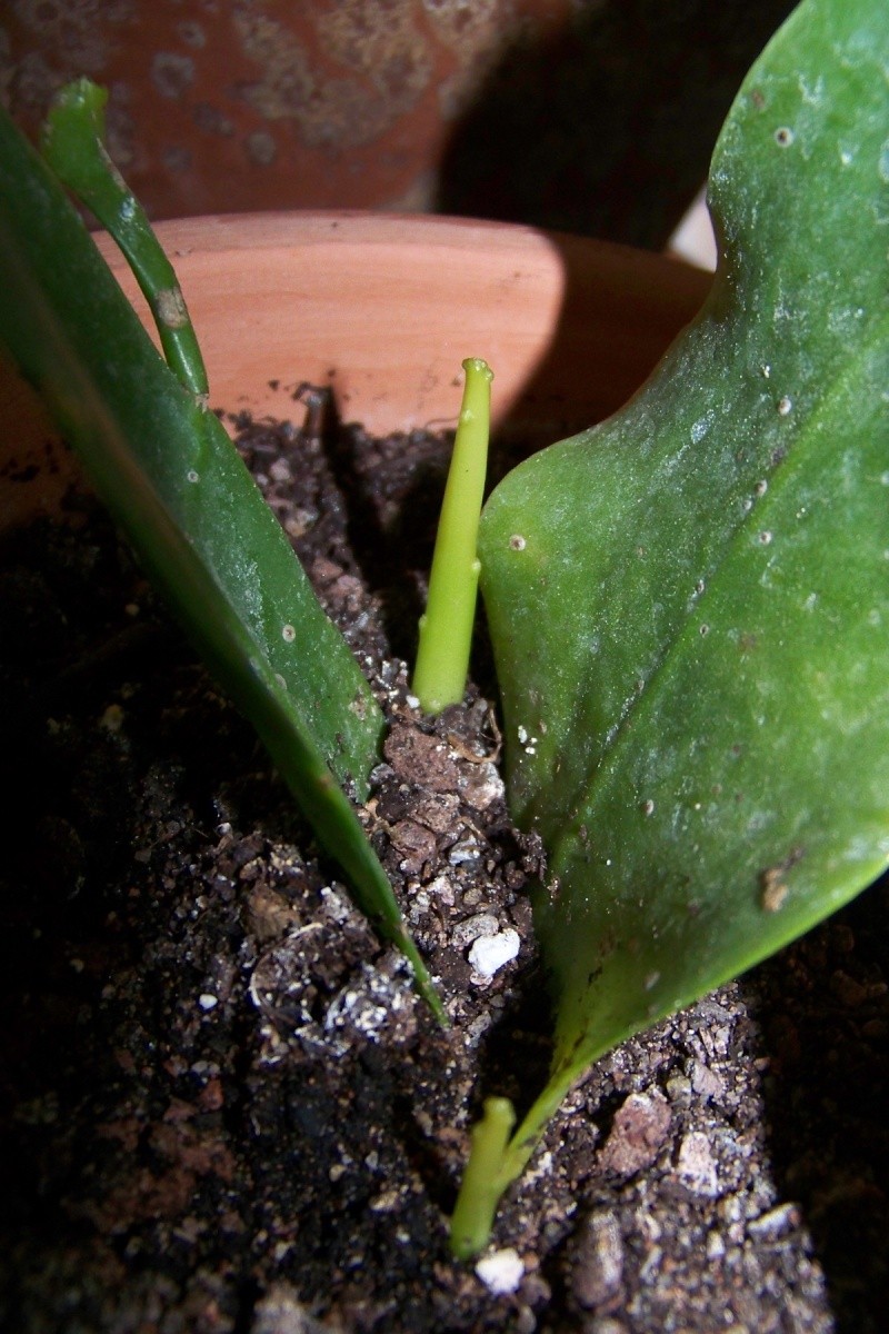 Epiphyllum oxypetalum Prise_11
