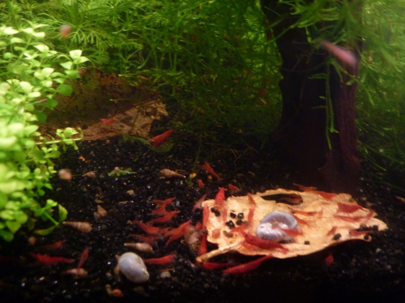 Le nano de paulo ! 20L Blue Pearl ! - Page 4 P1010110
