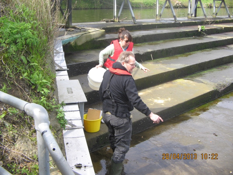 Molesey Eel trap results 2013 Img_0220
