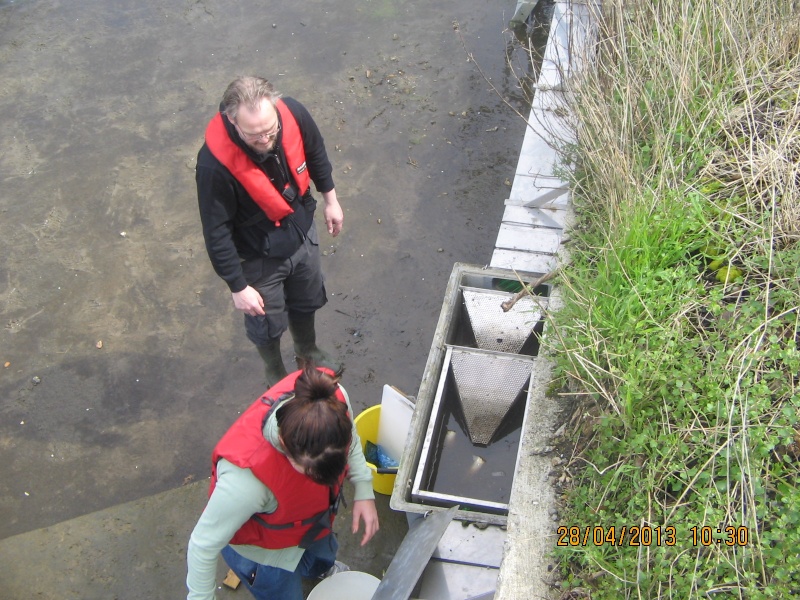 Molesey Eel trap results 2013 Img_0223