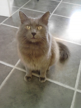 is my cat a nebelung???? please help. P1602120