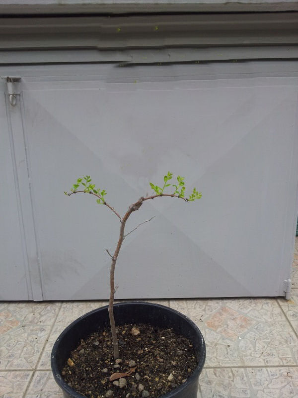 come iniziare un bonsai raccolto in natura (giuggiolo) Giggio10