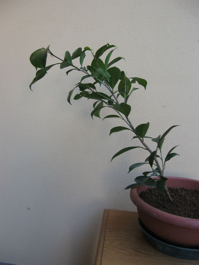 ficus - Giovane Ficus Retusa....posso defogliare ?? Img_0111