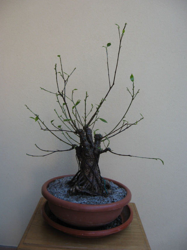 Ficus retusa con radici aeree - Pagina 4 Img_0112
