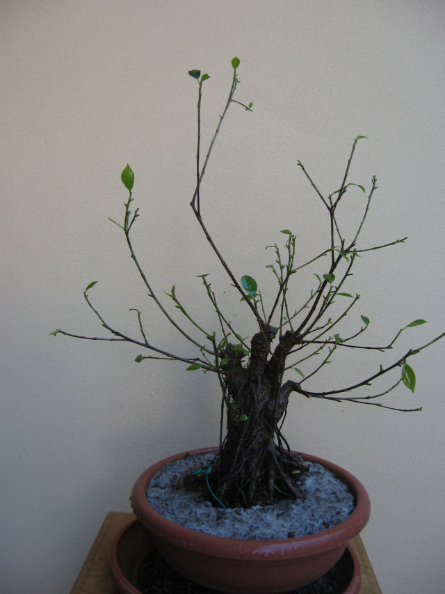 Ficus retusa con radici aeree - Pagina 4 Img_0115