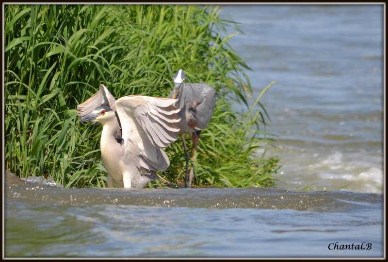 un heron et un bihoreau 1210