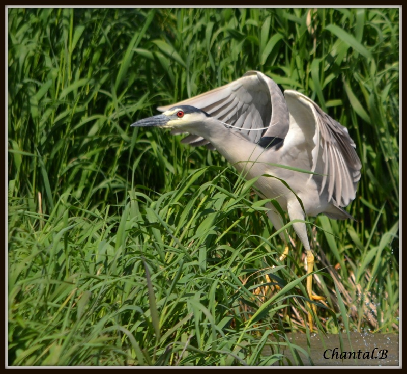 un heron et un bihoreau 1412