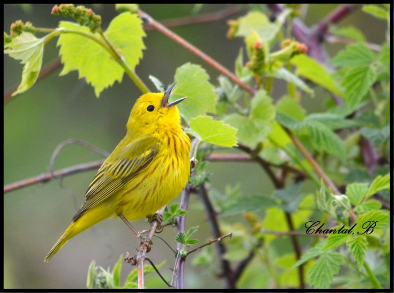 paruline  jaune 613