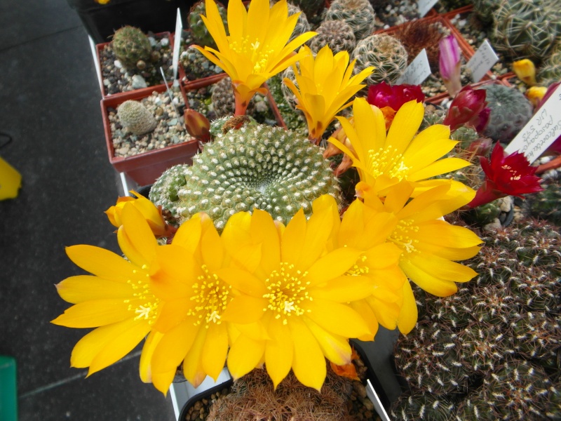 Cacti and Sukkulent in Köln, every day new flowers in the greenhouse Part 51 Bild1025