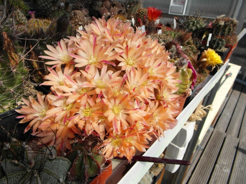 Cacti and Sukkulent in Köln, every day new flowers in the greenhouse Part 52 Bild1103
