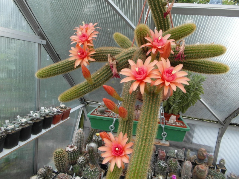 Cacti and Sukkulent in Köln, every day new flowers in the greenhouse Part 52 Bild1109