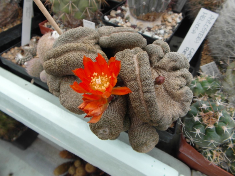 Cacti and Sukkulent in Köln, every day new flowers in the greenhouse Part 52 Bild1112