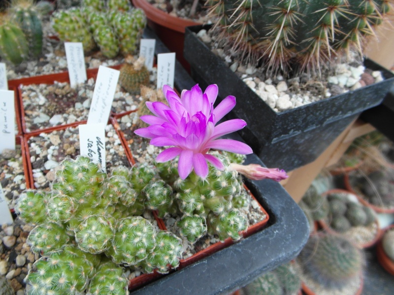 Cacti and Sukkulent in Köln, every day new flowers in the greenhouse Part 52 Bild1119