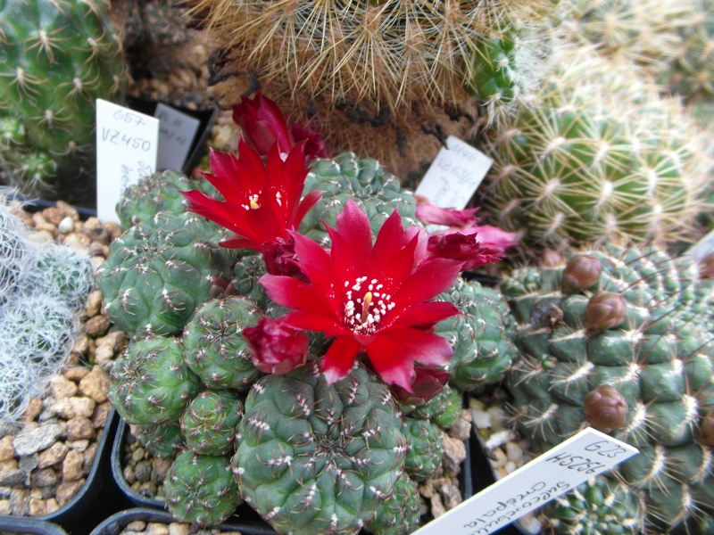 Cacti and Sukkulent in Köln, every day new flowers in the greenhouse Part 52 Bild1122