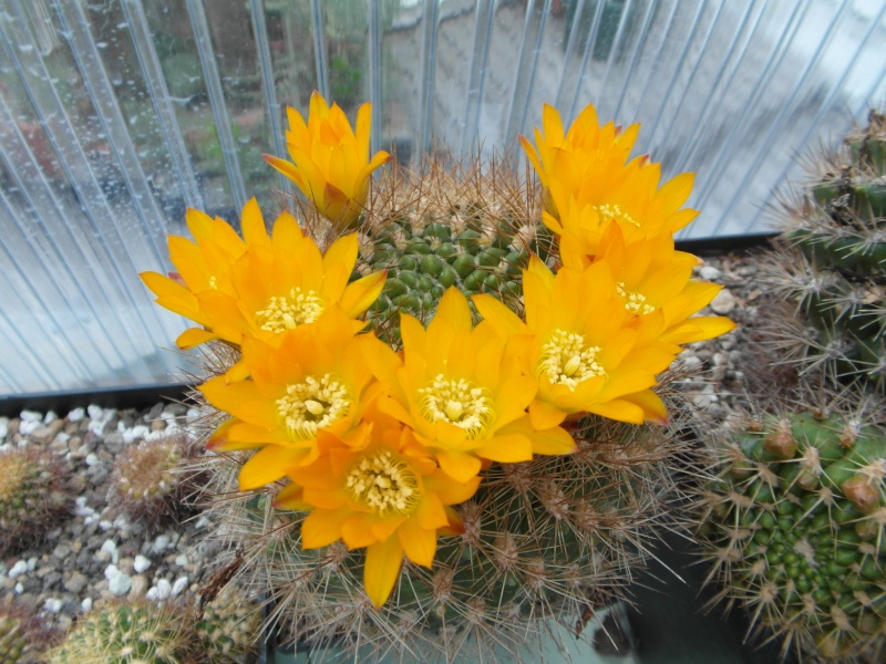 Cacti and Sukkulent in Köln, every day new flowers in the greenhouse Part 52 Bild1170