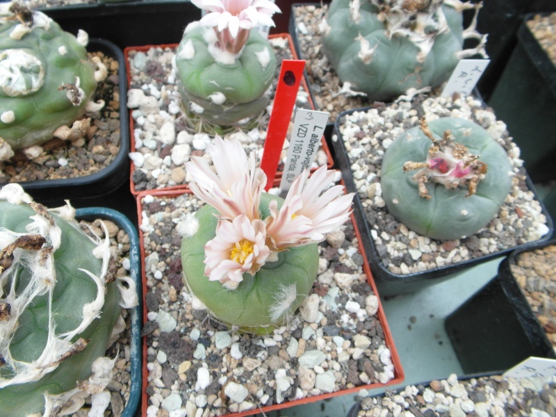 Cacti and Sukkulent in Köln, every day new flowers in the greenhouse Part 44 Bild_111