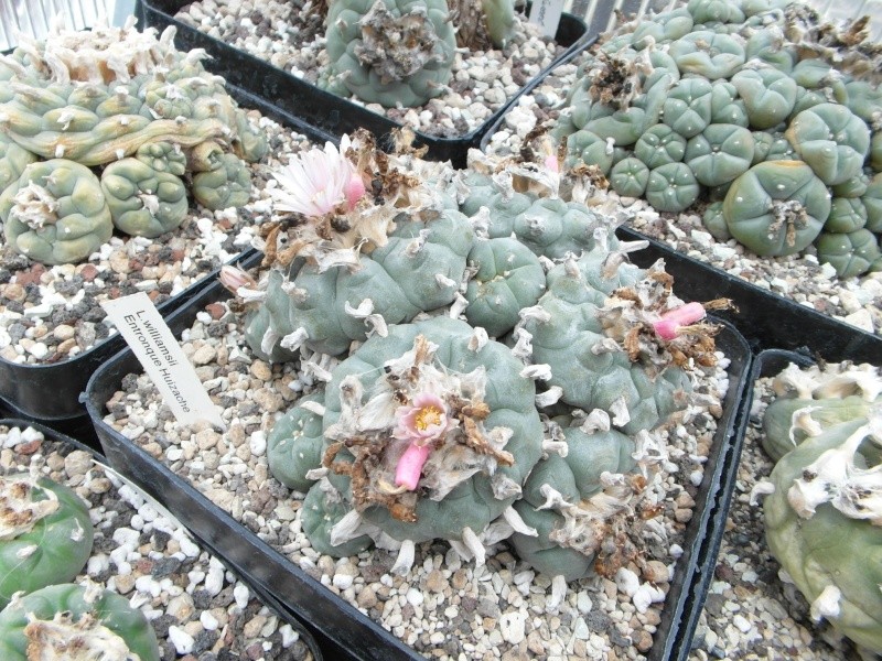 Cacti and Sukkulent in Köln, every day new flowers in the greenhouse Part 44 Bild_118