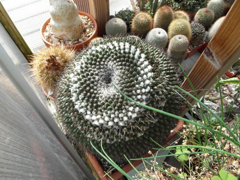 Cacti and Sukkulent in Köln, every day new flowers in the greenhouse Part 44 Bild_127