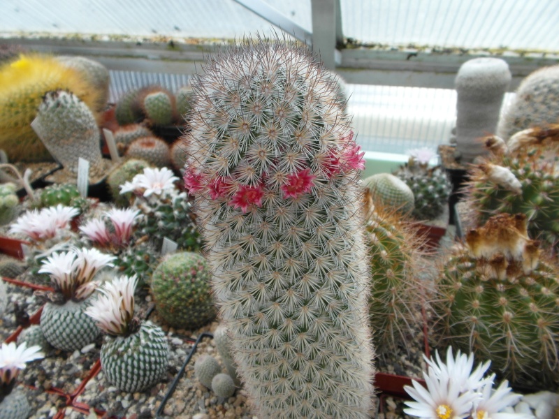 Cacti and Sukkulent in Köln, every day new flowers in the greenhouse Part 44 Bild_136