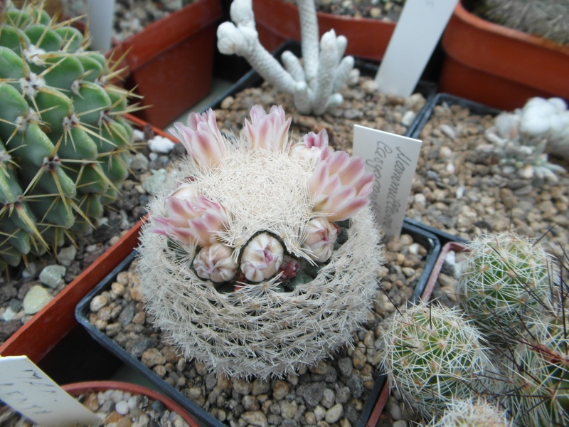 Cacti and Sukkulent in Köln, every day new flowers in the greenhouse Part 44 Bild_160