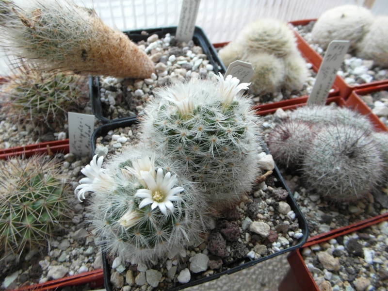 Cacti and Sukkulent in Köln, every day new flowers in the greenhouse Part 44 Bild_166