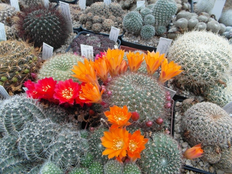 Cacti and Sukkulent in Köln, every day new flowers in the greenhouse Part 44 Bild_182