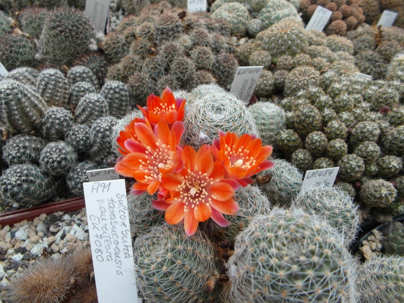 Cacti and Sukkulent in Köln, every day new flowers in the greenhouse Part 44 Bild_183