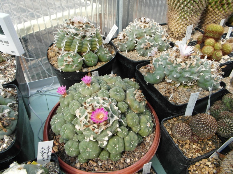 Cacti and Sukkulent in Köln, every day new flowers in the greenhouse Part 45 Bild_299