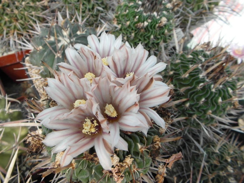 Cacti and Sukkulent in Köln, every day new flowers in the greenhouse Part 45 Bild_303