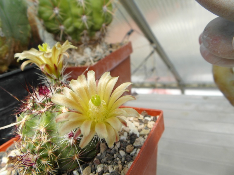 Cacti and Sukkulent in Köln, every day new flowers in the greenhouse Part 45 Bild_311