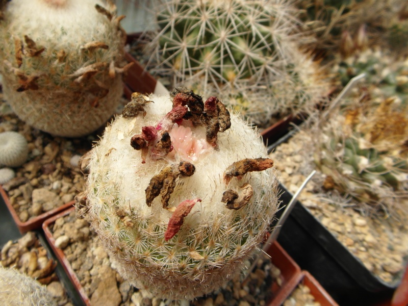 Cacti and Sukkulent in Köln, every day new flowers in the greenhouse Part 45 Bild_315