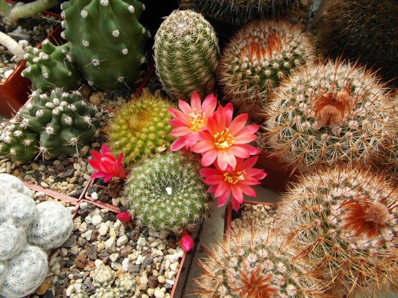 Cacti and Sukkulent in Köln, every day new flowers in the greenhouse Part 46 Bild_333