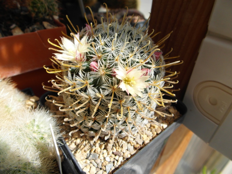 Cacti and Sukkulent in Köln, every day new flowers in the greenhouse Part 46 Bild_335