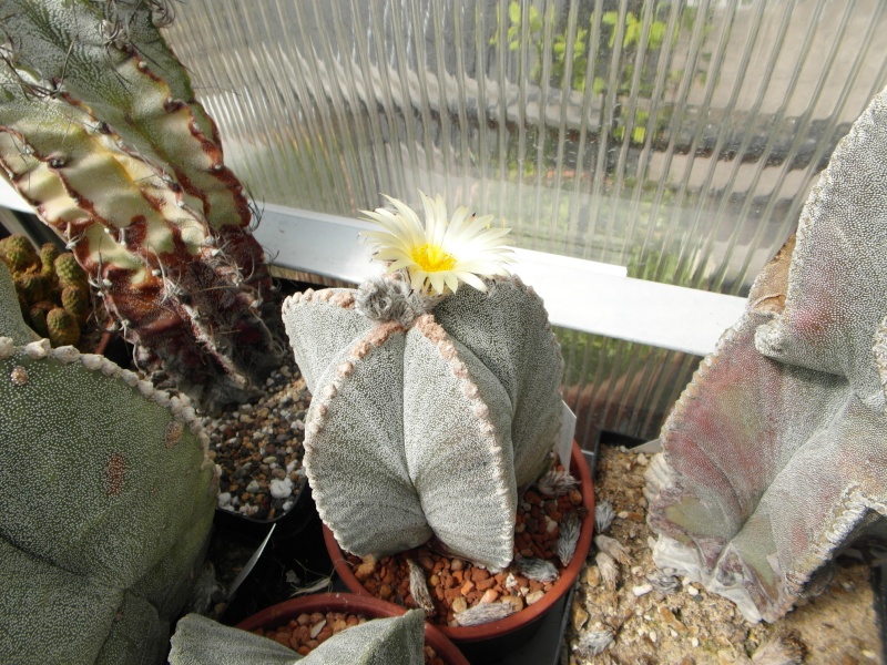 Cacti and Sukkulent in Köln, every day new flowers in the greenhouse Part 46 Bild_350