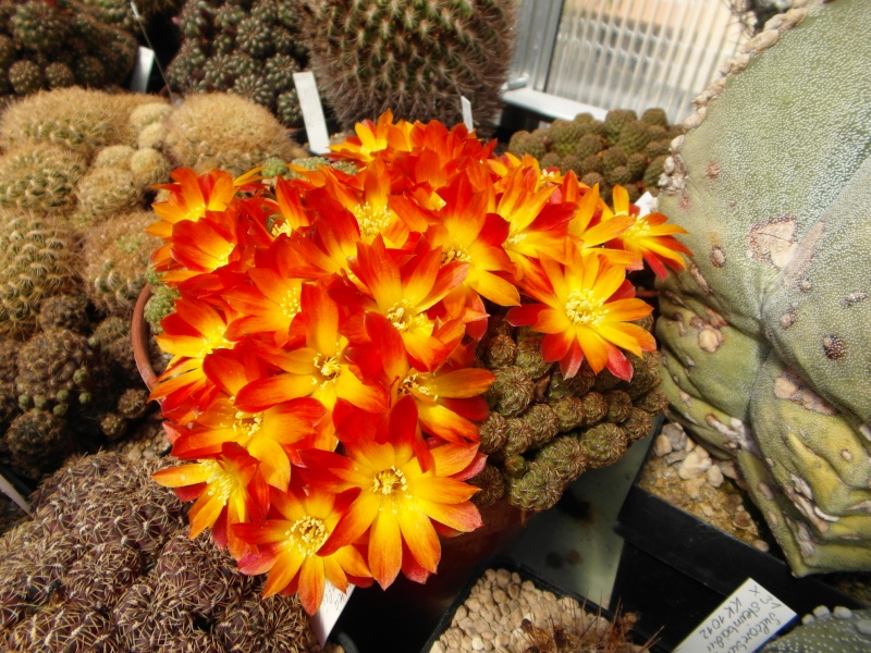 Cacti and Sukkulent in Köln, every day new flowers in the greenhouse Part 46 Bild_403
