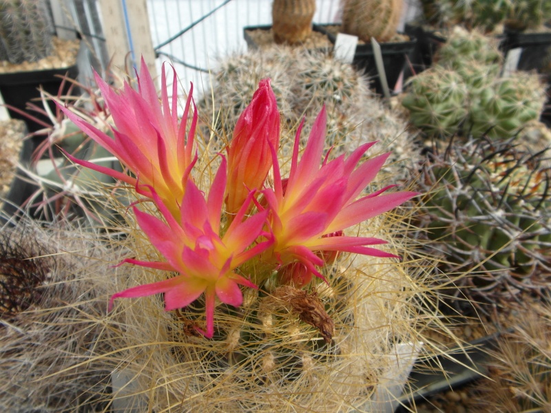 Cacti and Sukkulent in Köln, every day new flowers in the greenhouse Part 46 Bild_409